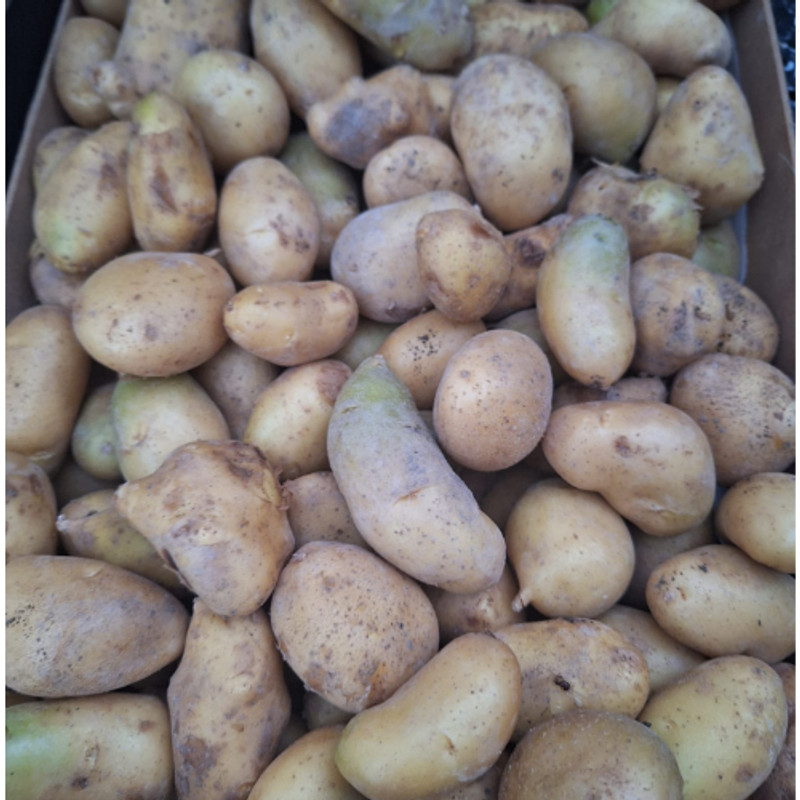 Caja de Patatas Especial Cocción – 5 kg