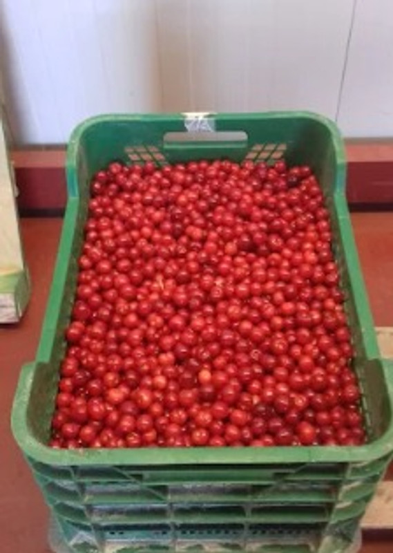 Frutas Ana Mari 2